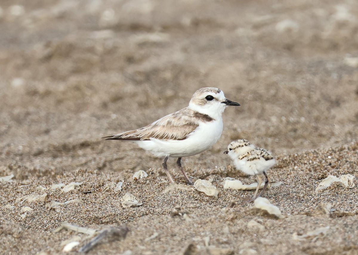 Snowy Plover - ML621509792