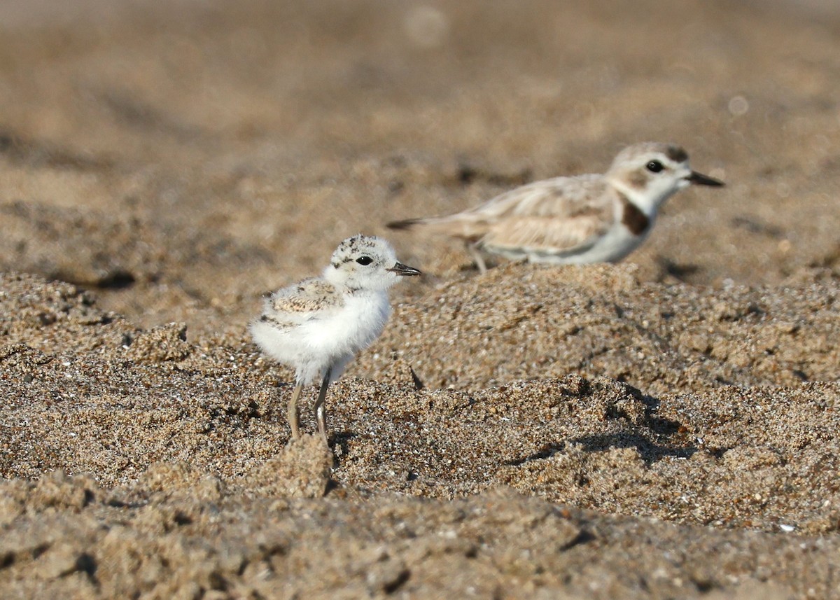 Snowy Plover - ML621509804