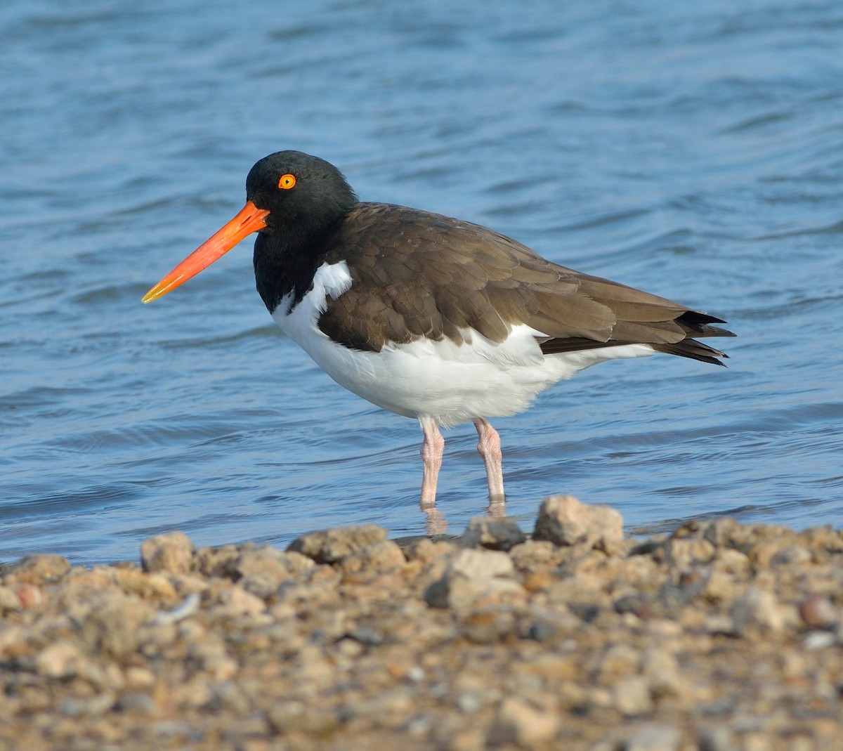 American Oystercatcher - ML621509851