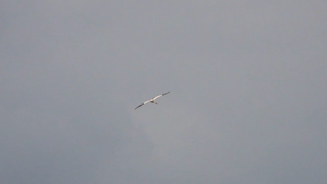 White Stork - ML621509852