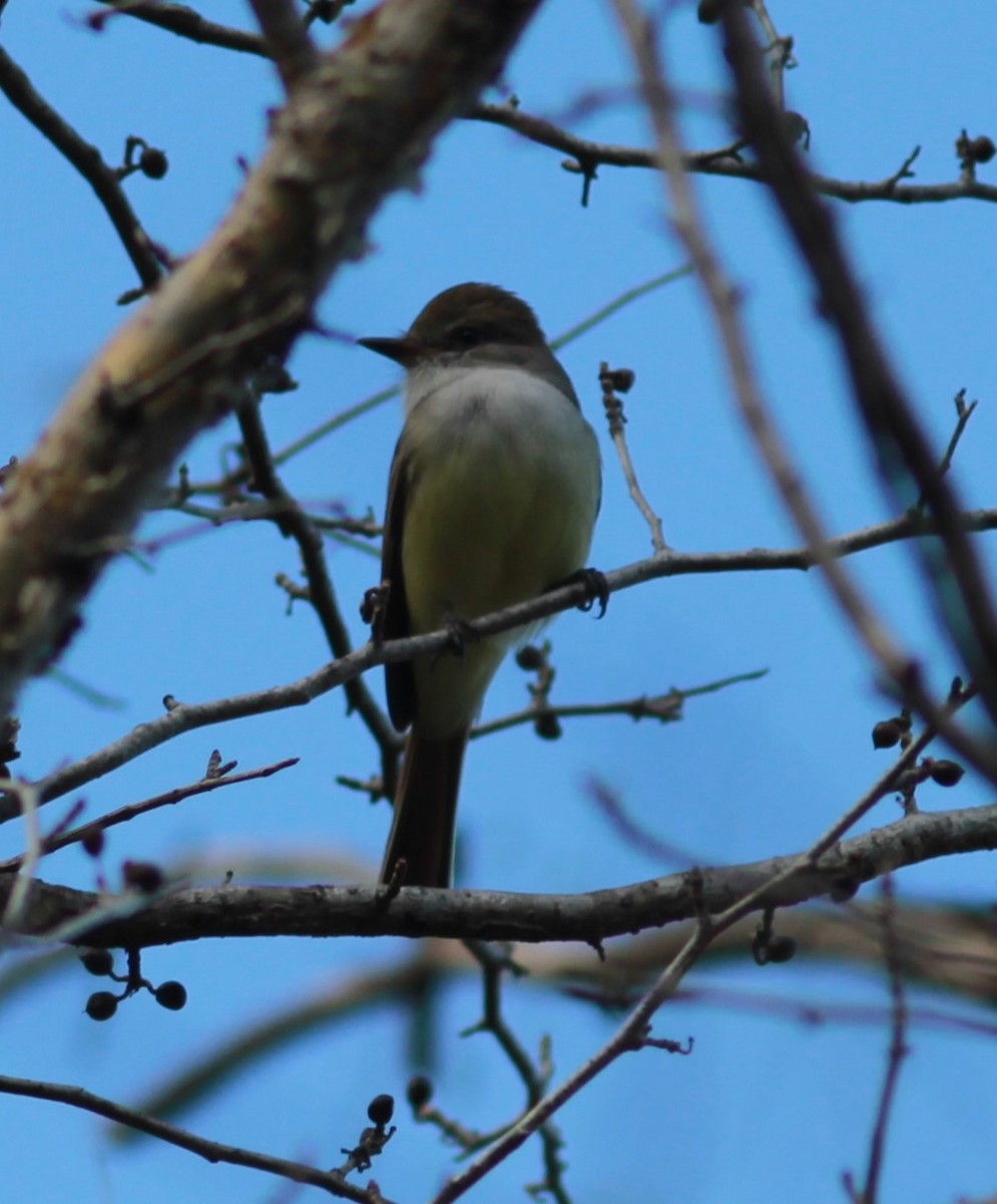 Nutting's Flycatcher - ML621510045