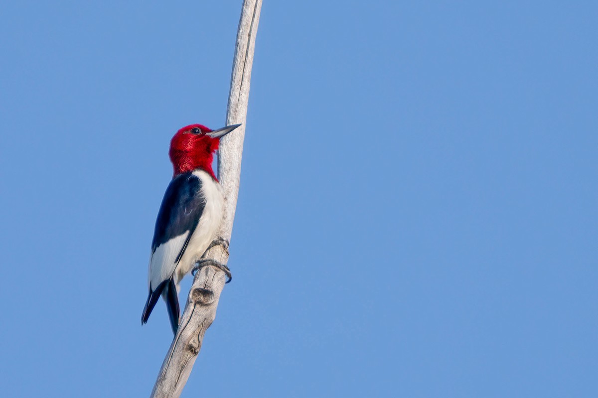 Red-headed Woodpecker - ML621510048