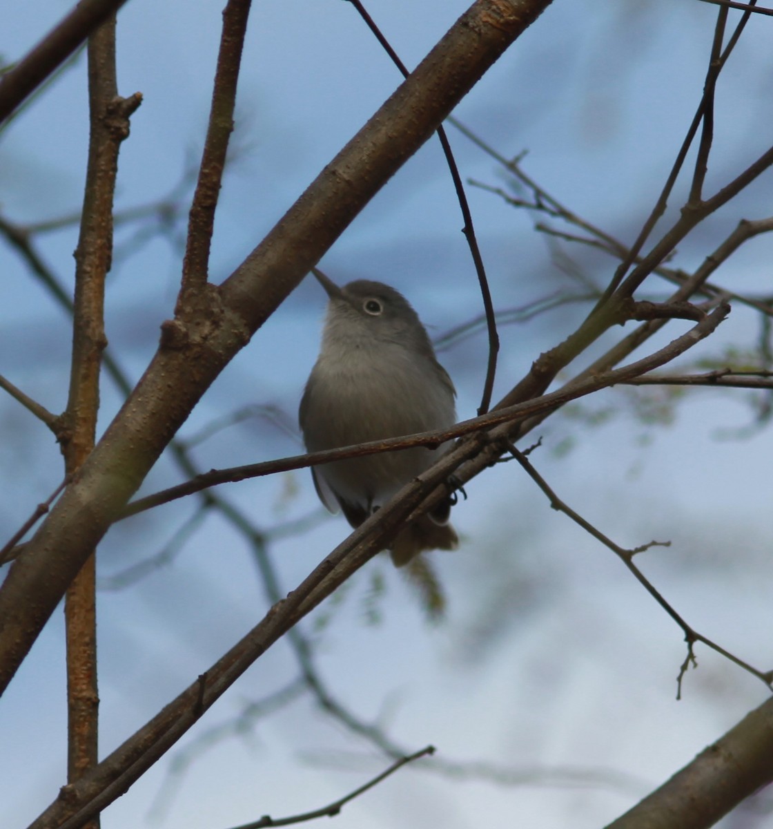 Black-capped Gnatcatcher - ML621510050