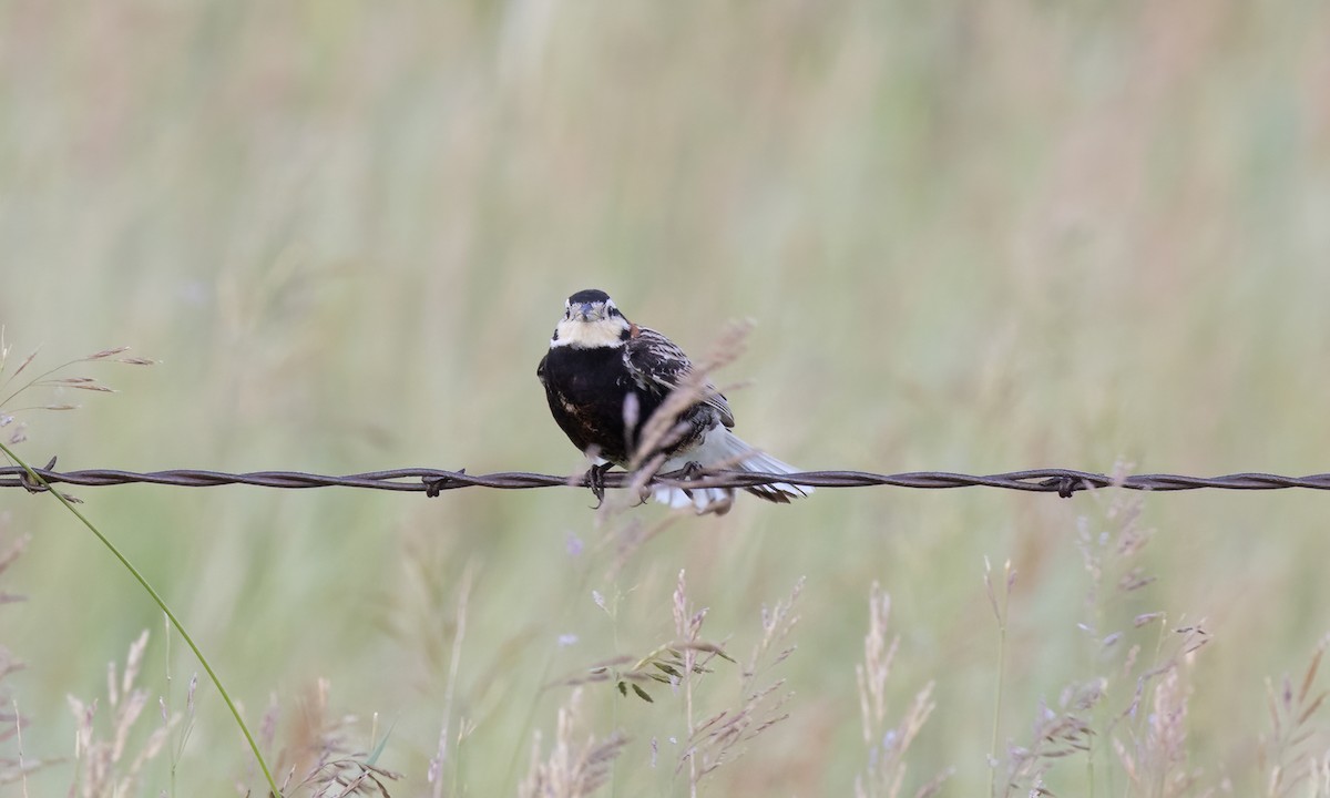 Chestnut-collared Longspur - ML621510072