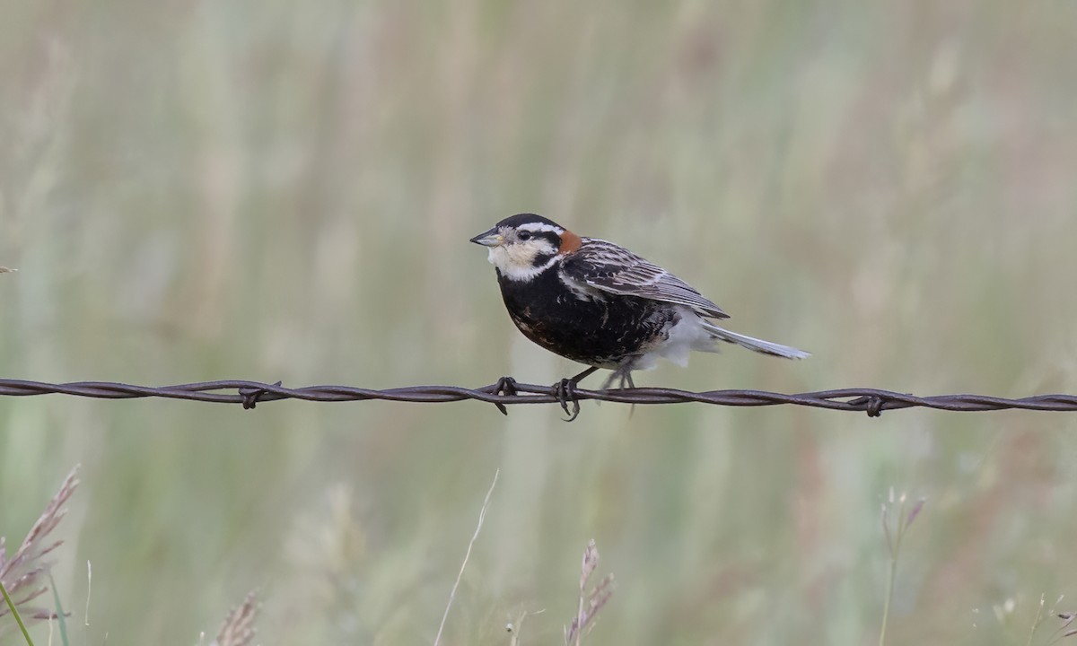 Chestnut-collared Longspur - ML621510073