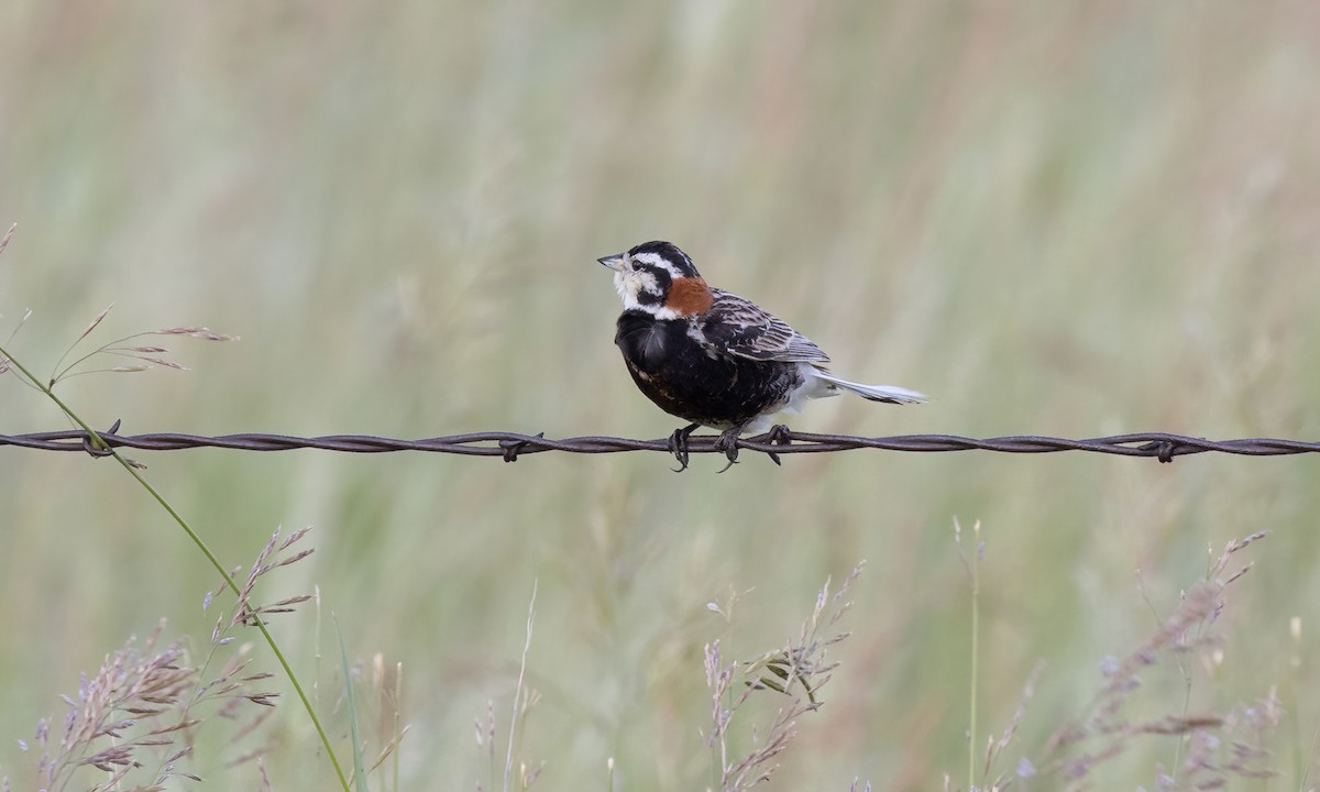 Chestnut-collared Longspur - ML621510074