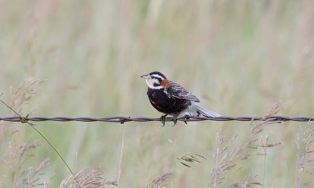 Chestnut-collared Longspur - ML621510075