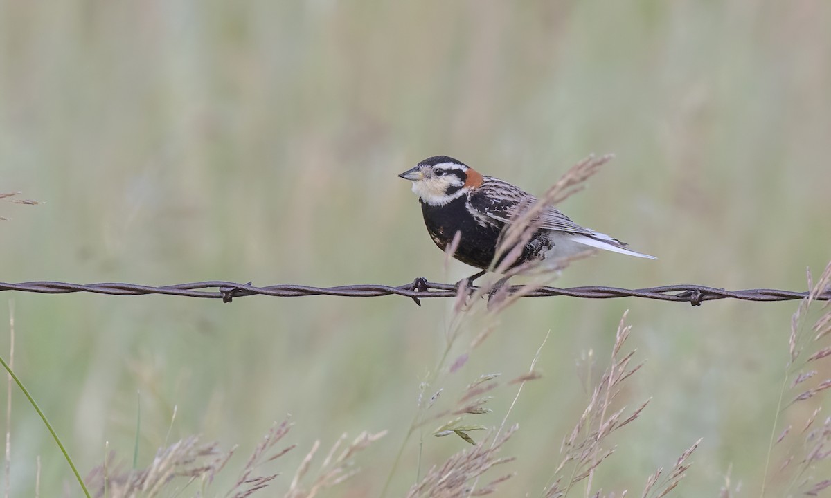 Chestnut-collared Longspur - ML621510076