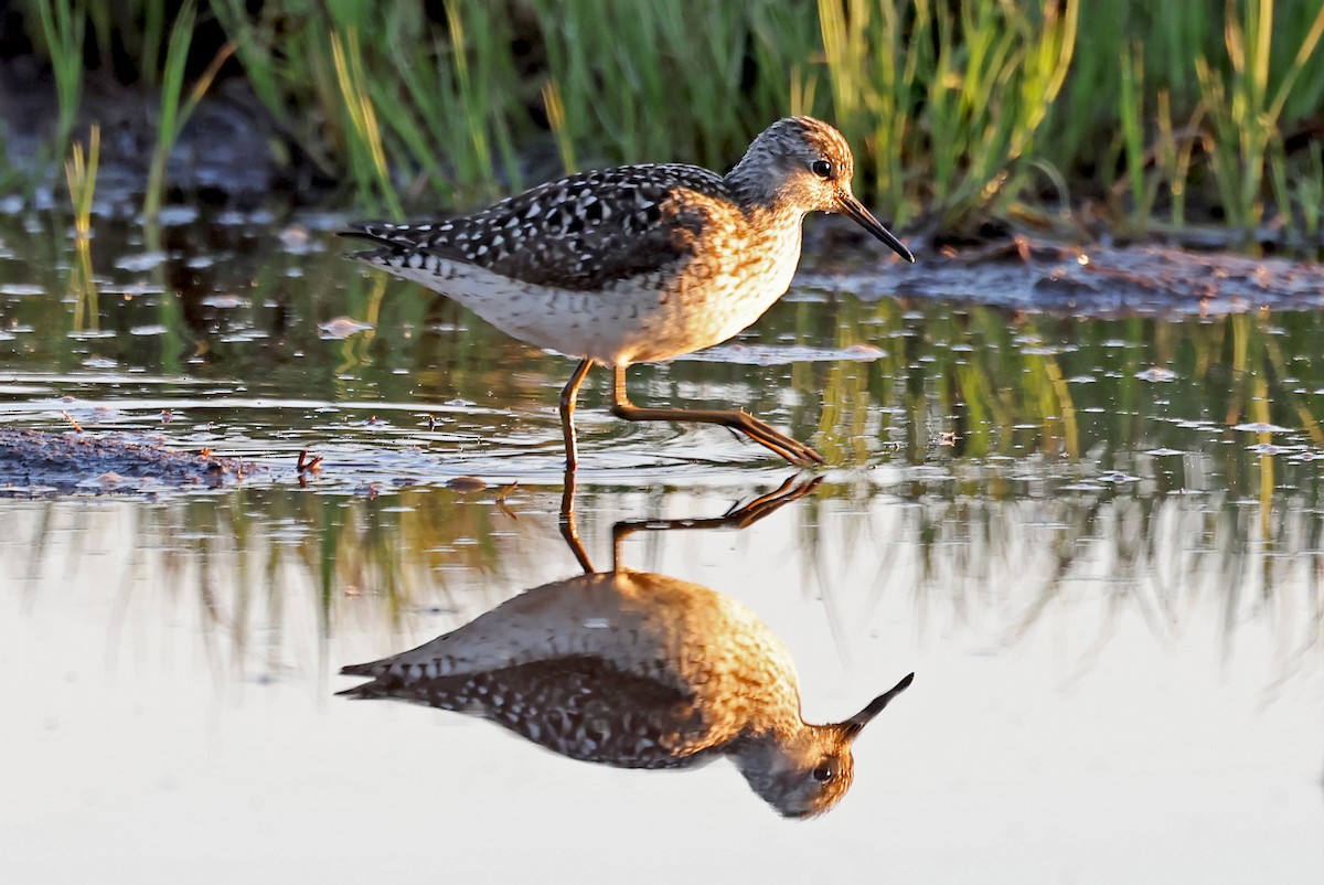 Wood Sandpiper - Phillip Edwards