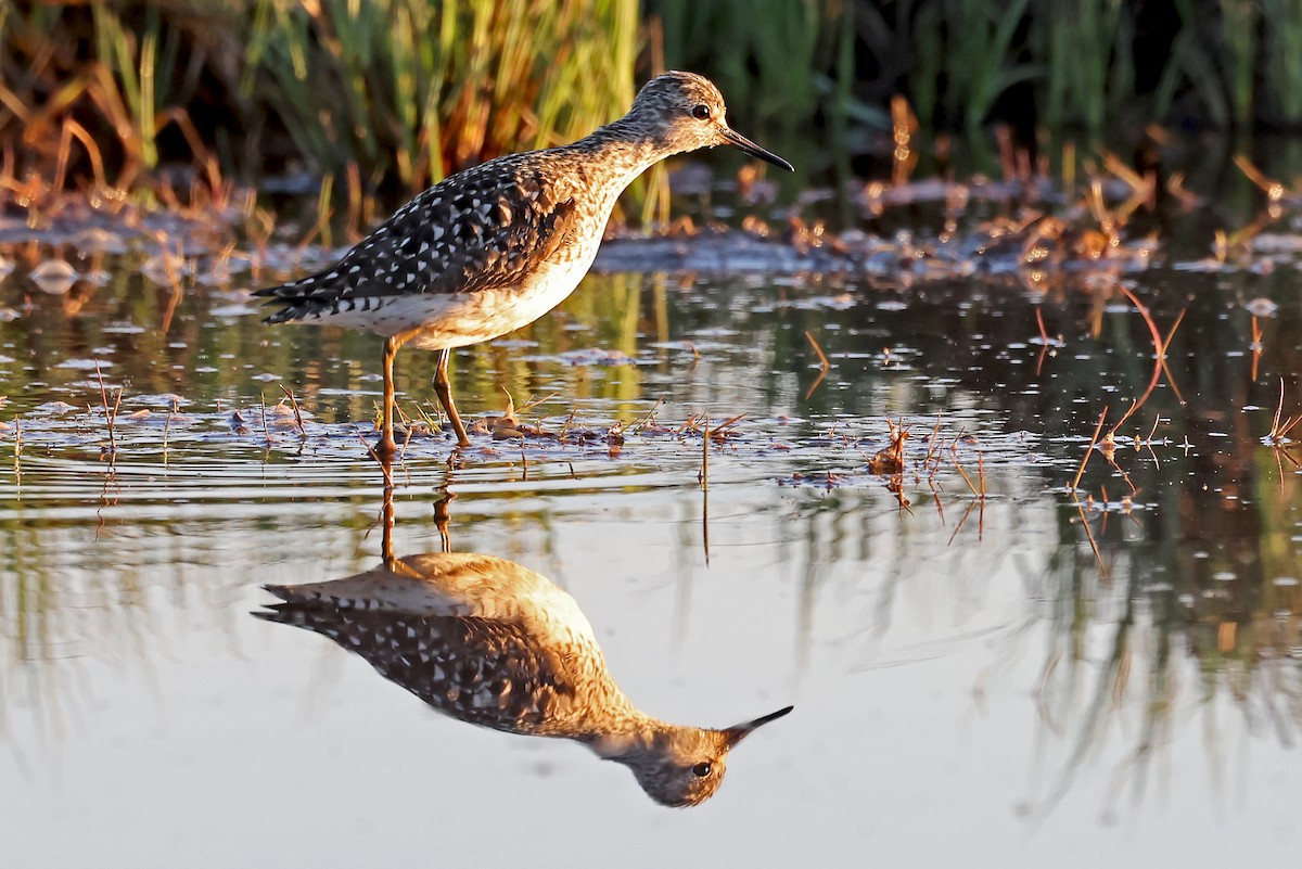 Wood Sandpiper - Phillip Edwards