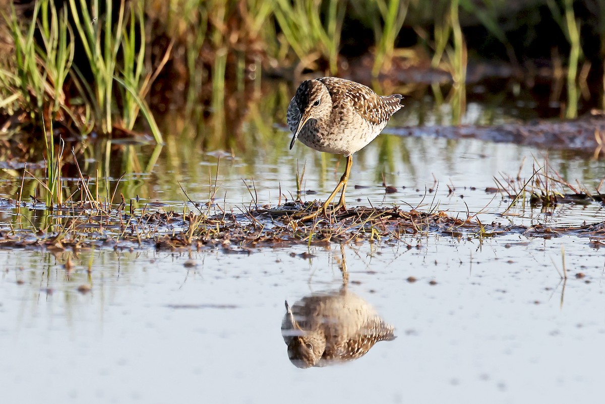 Wood Sandpiper - Phillip Edwards