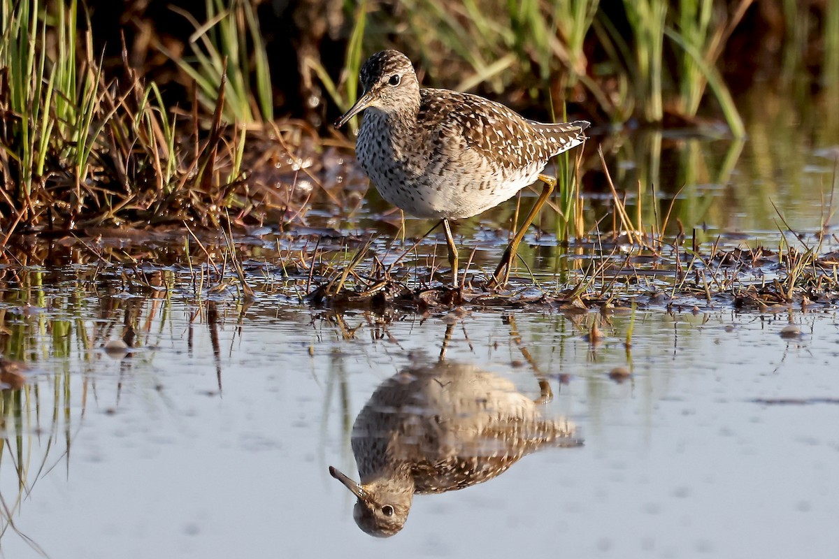 Wood Sandpiper - Phillip Edwards