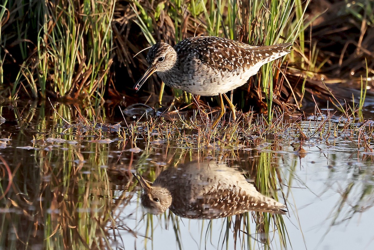 Wood Sandpiper - Phillip Edwards