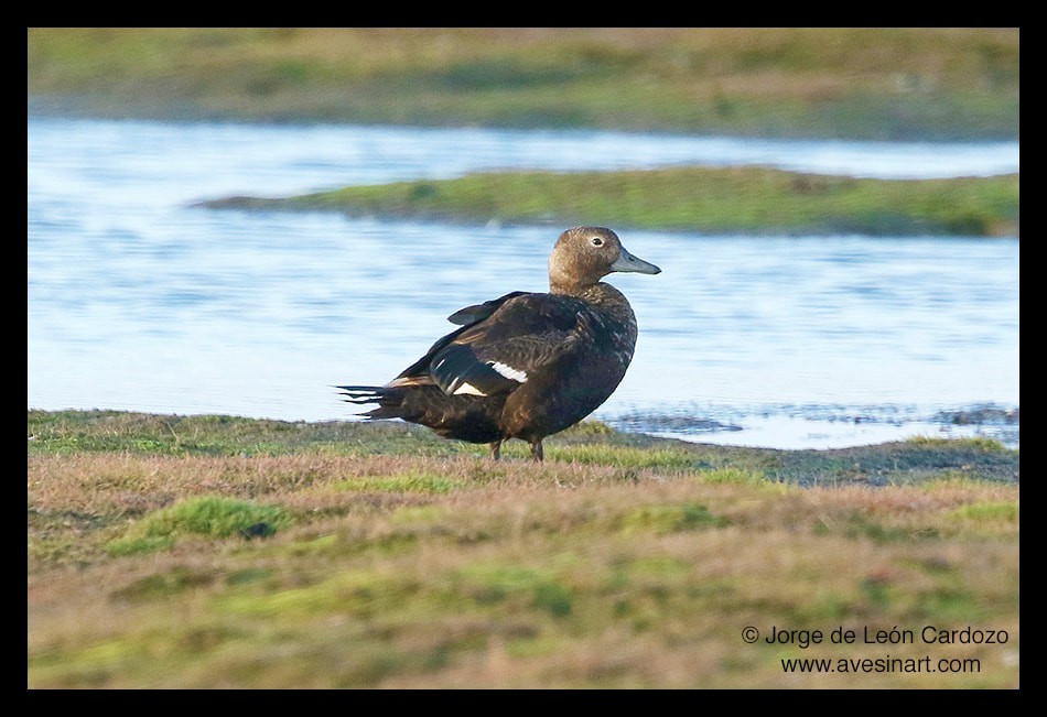 Steller's Eider - ML621510140