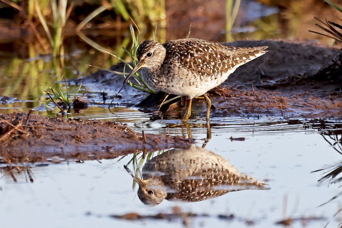 Wood Sandpiper - Phillip Edwards