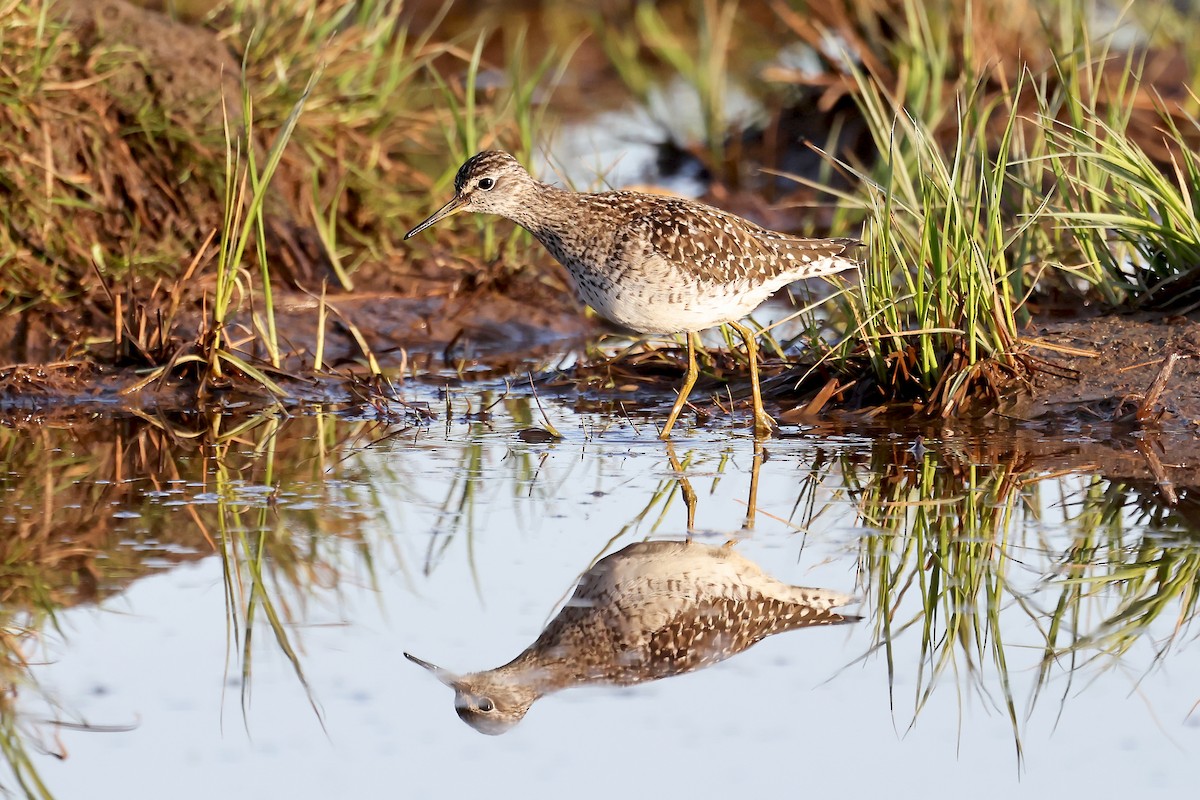 Wood Sandpiper - Phillip Edwards