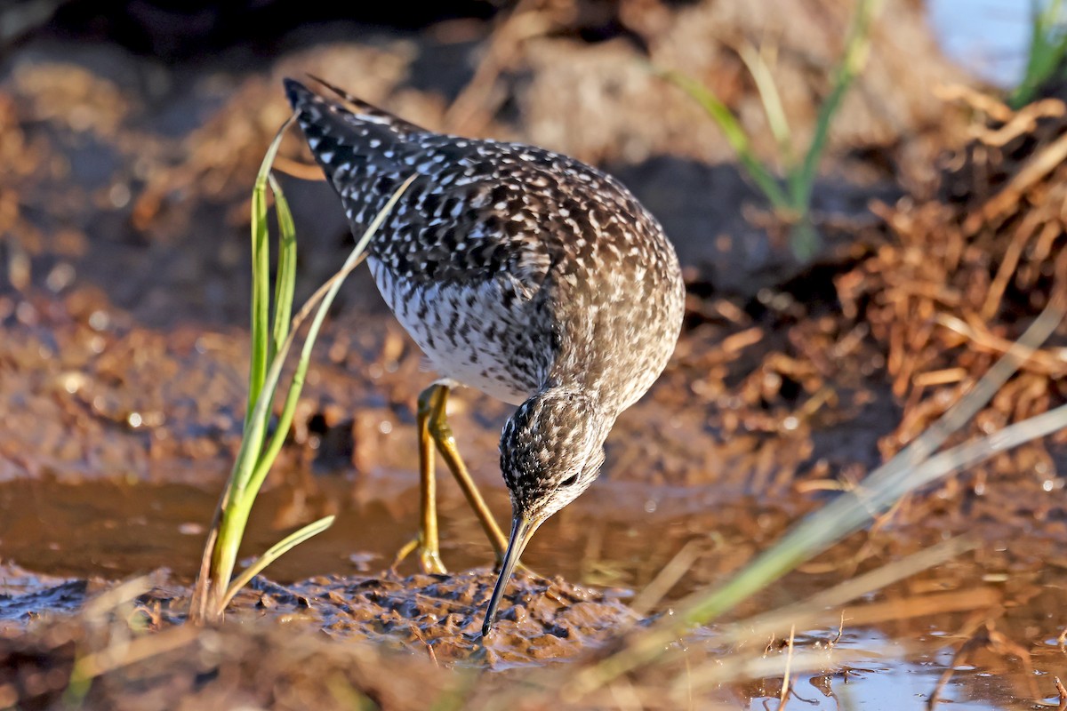 Wood Sandpiper - Phillip Edwards