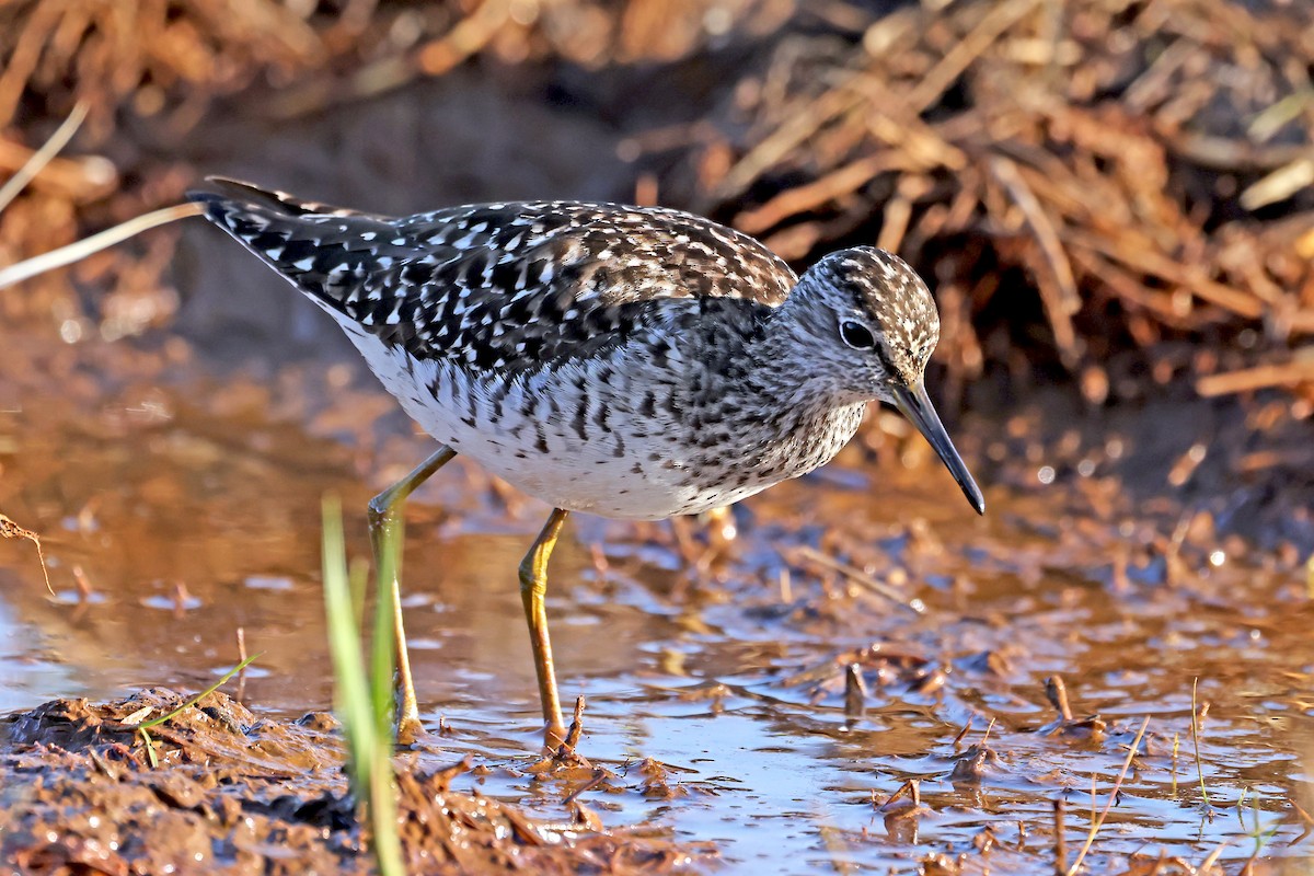 Wood Sandpiper - Phillip Edwards