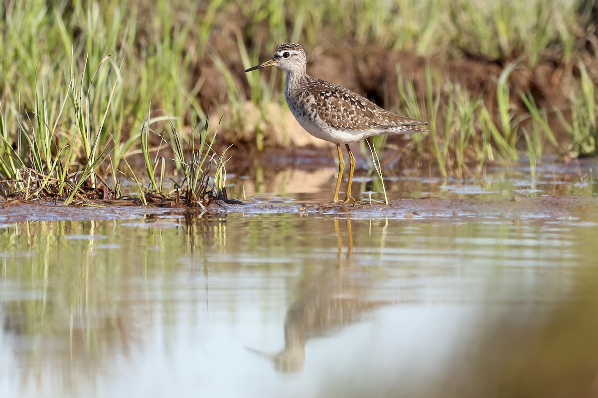 Wood Sandpiper - Phillip Edwards