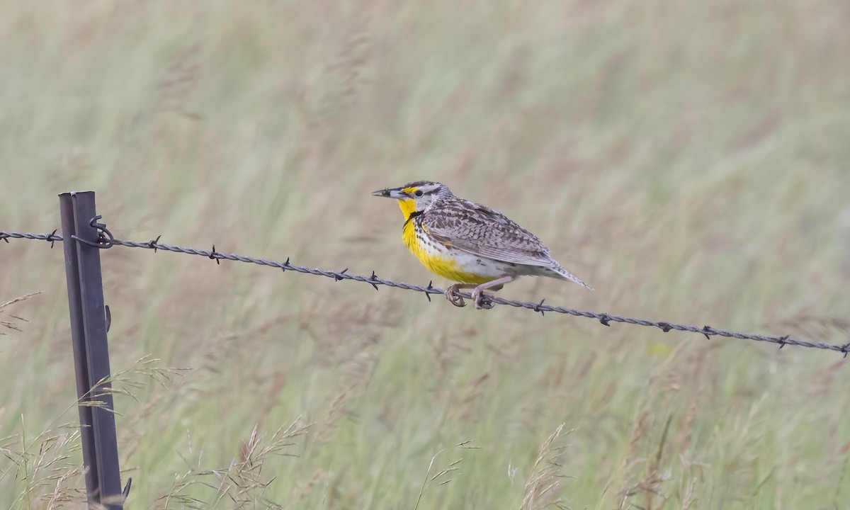 Western Meadowlark - Paul Fenwick