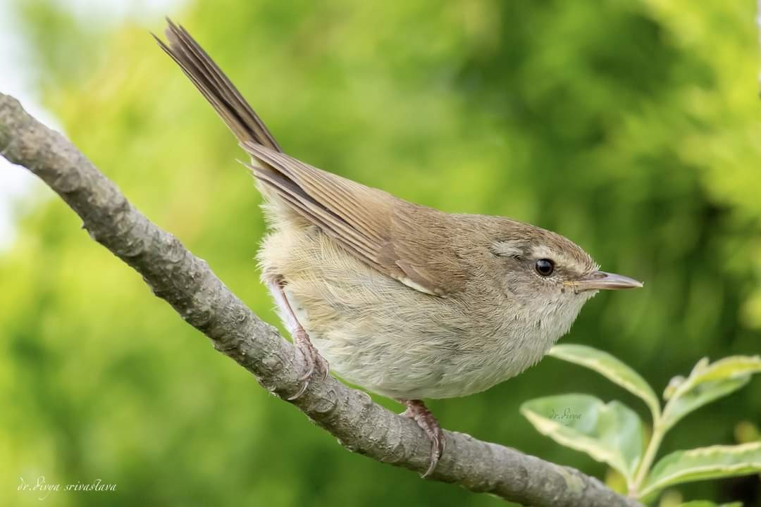 Brownish-flanked Bush Warbler - ML621510204