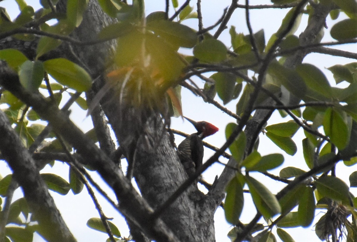 Guayaquil Woodpecker - Jerry Davis