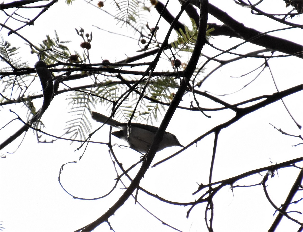 White-browed Gnatcatcher - ML621510317