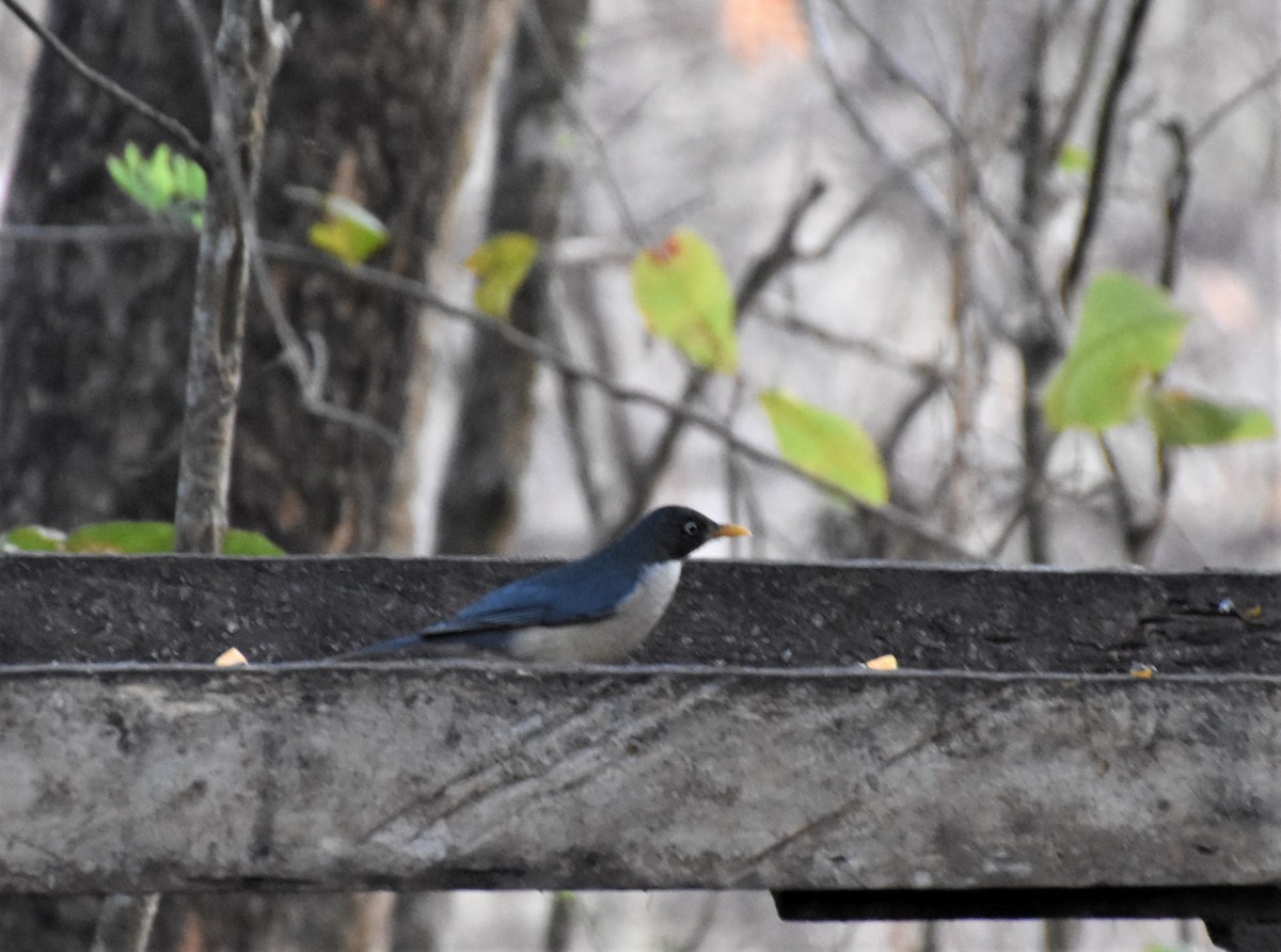 Plumbeous-backed Thrush - ML621510326