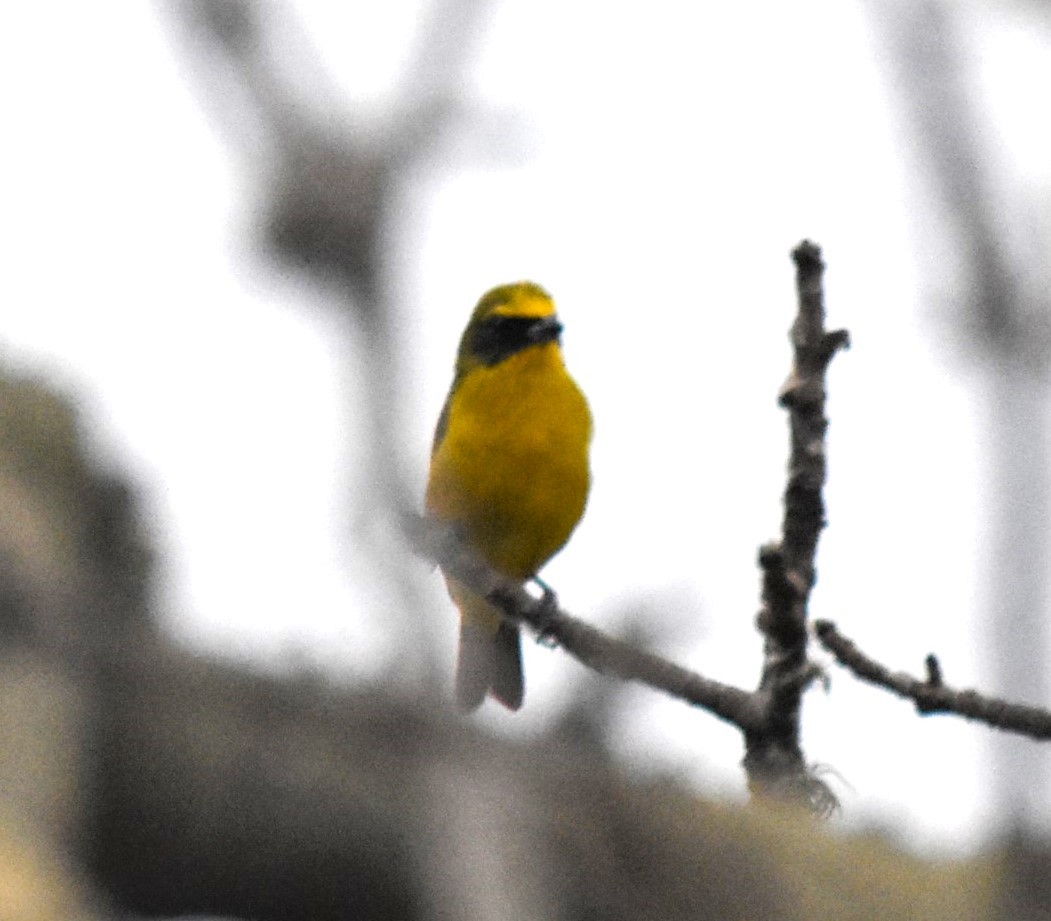 Thick-billed Euphonia - ML621510331