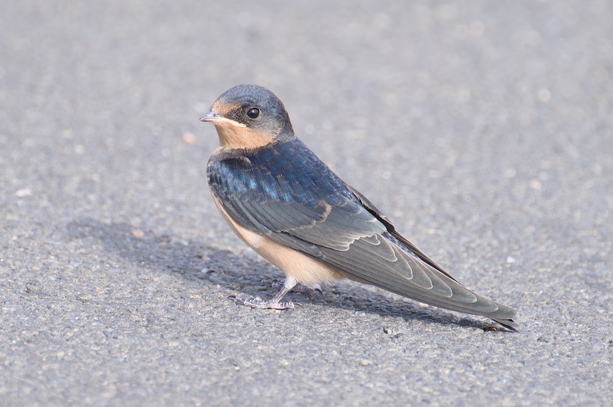 Barn Swallow - ML621510337