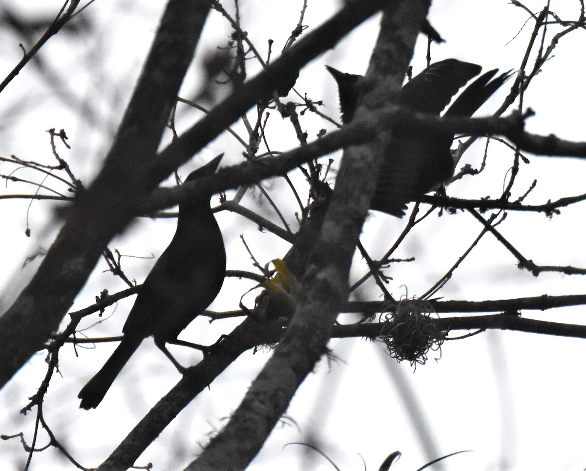 Yellow-rumped Cacique - ML621510345