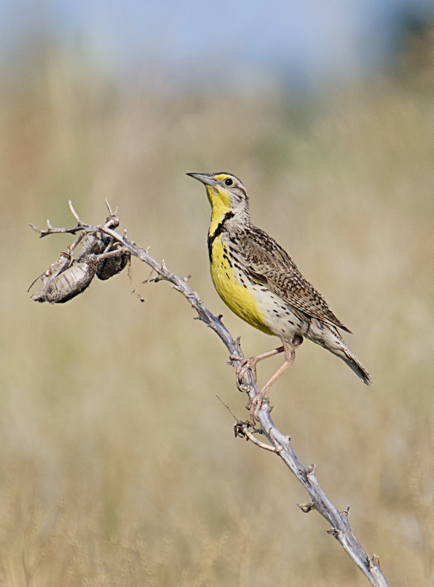 Western Meadowlark - ML621510347