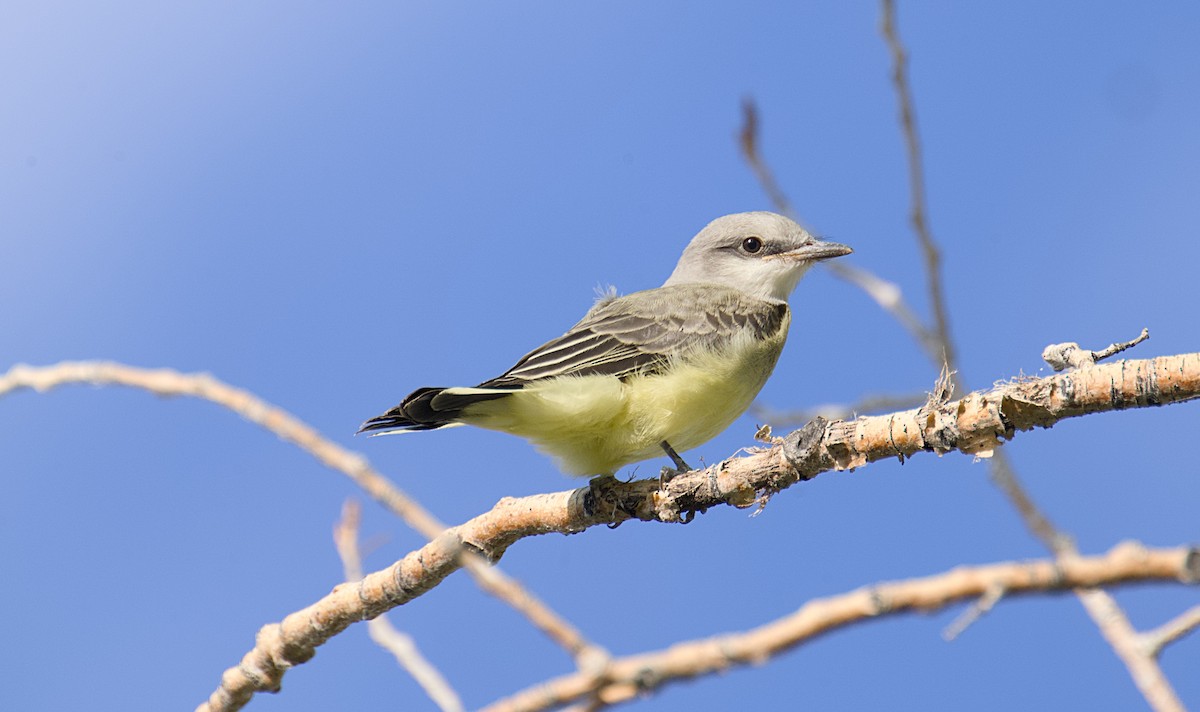 Western Kingbird - ML621510354