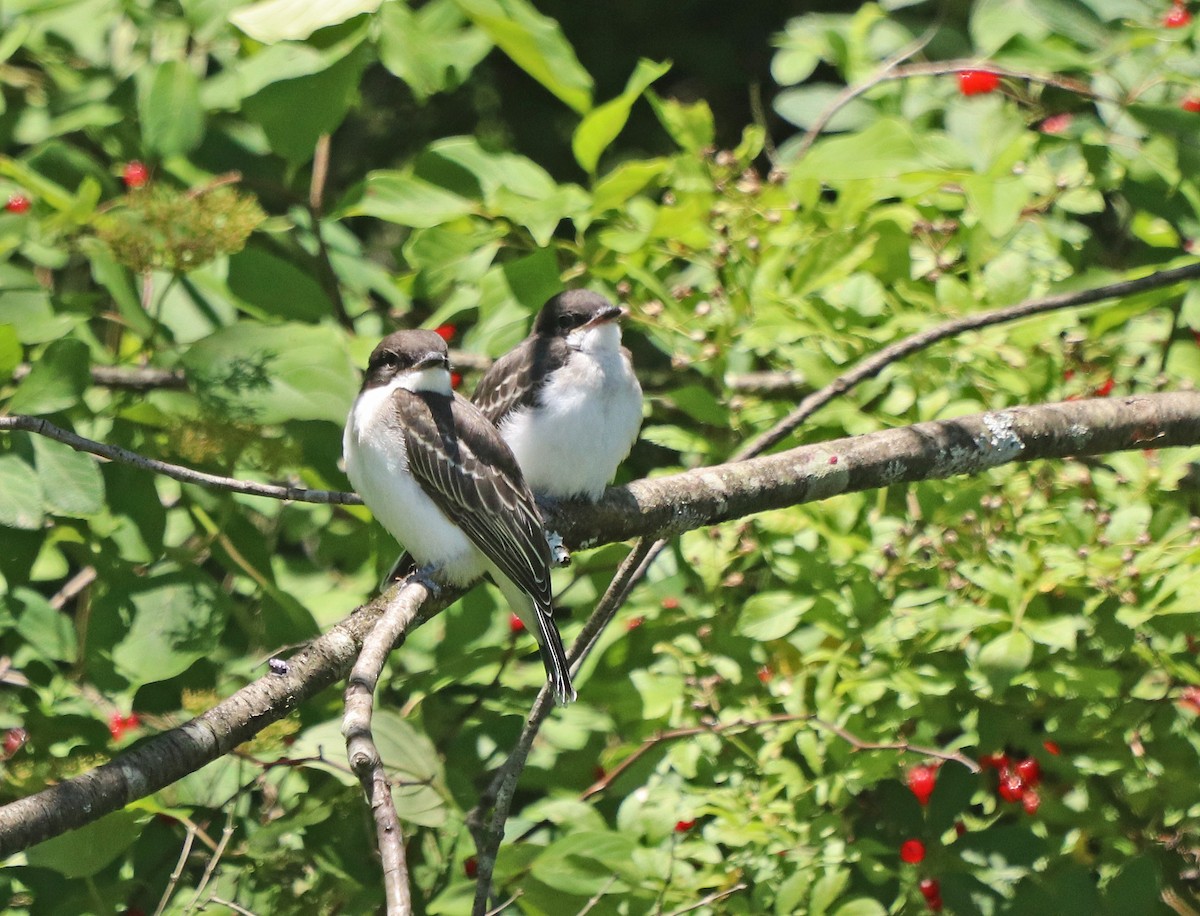 Eastern Kingbird - ML621510355