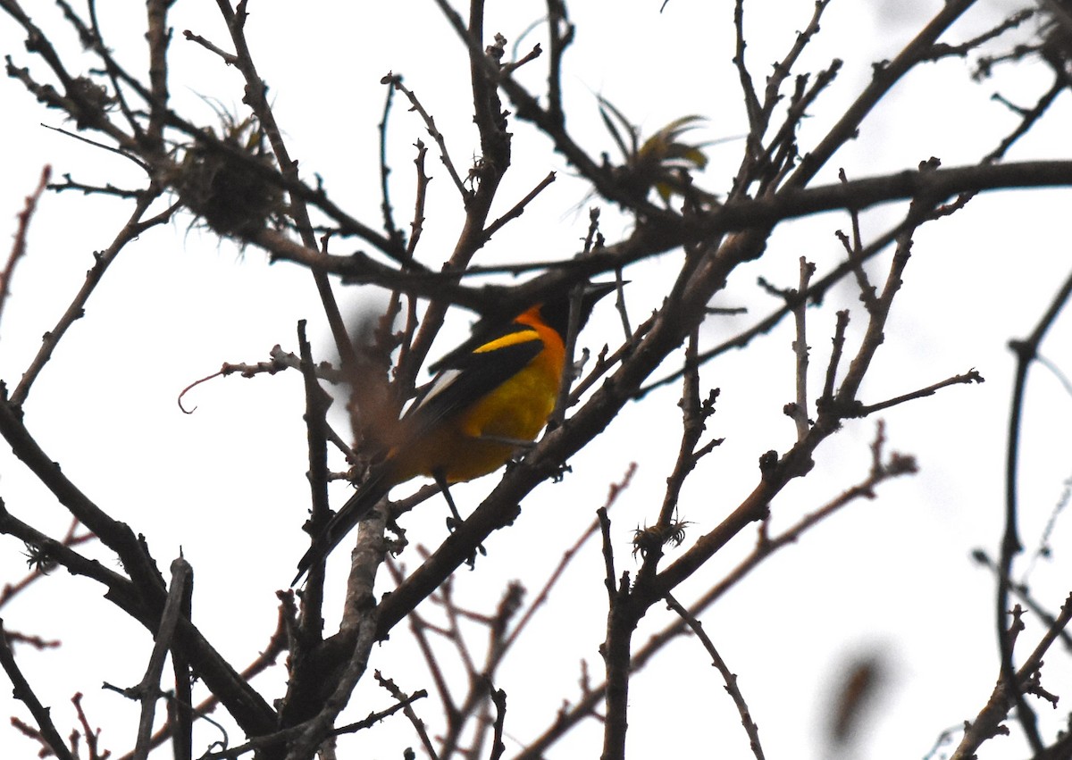 Oriole leucoptère - ML621510358