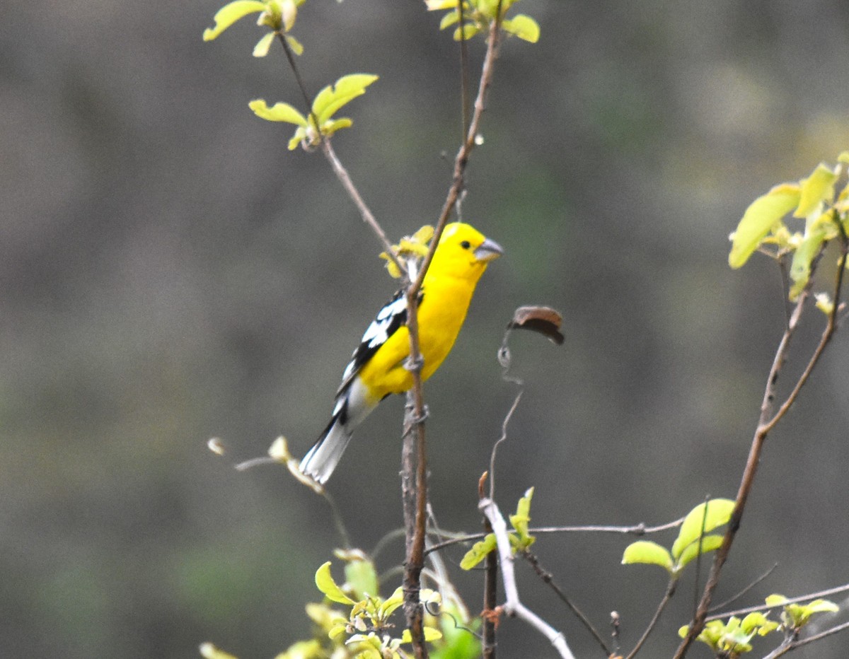 Cardinal à tête jaune - ML621510372