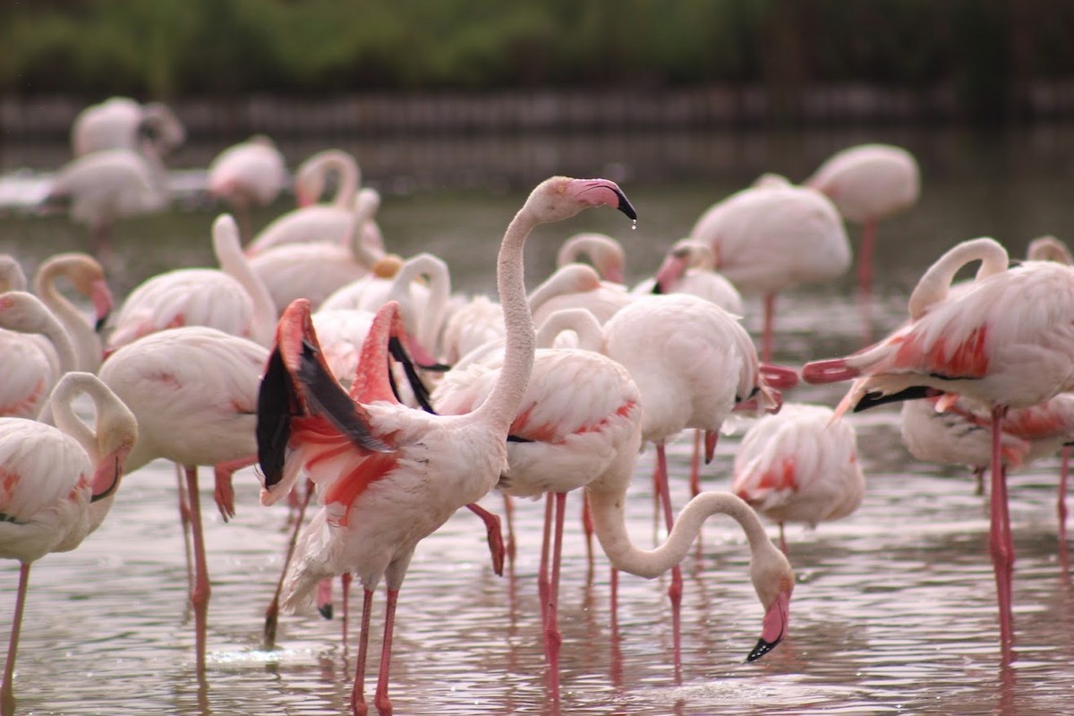 Greater Flamingo - Lincoln Tillemann