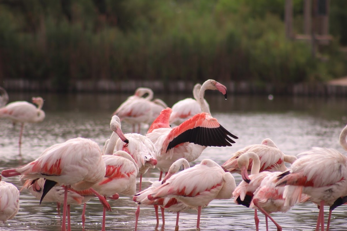 Greater Flamingo - ML621510464