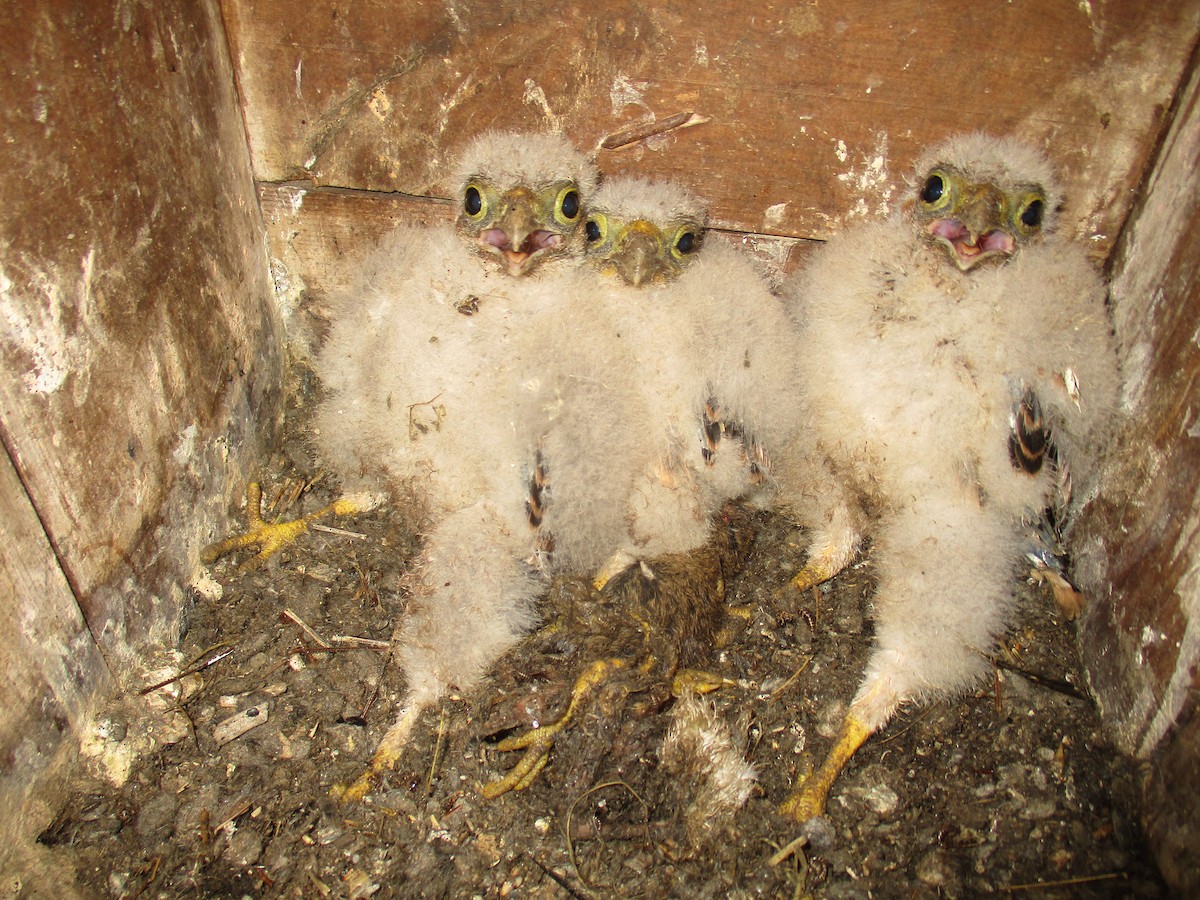 Red-footed Falcon - ML621510466