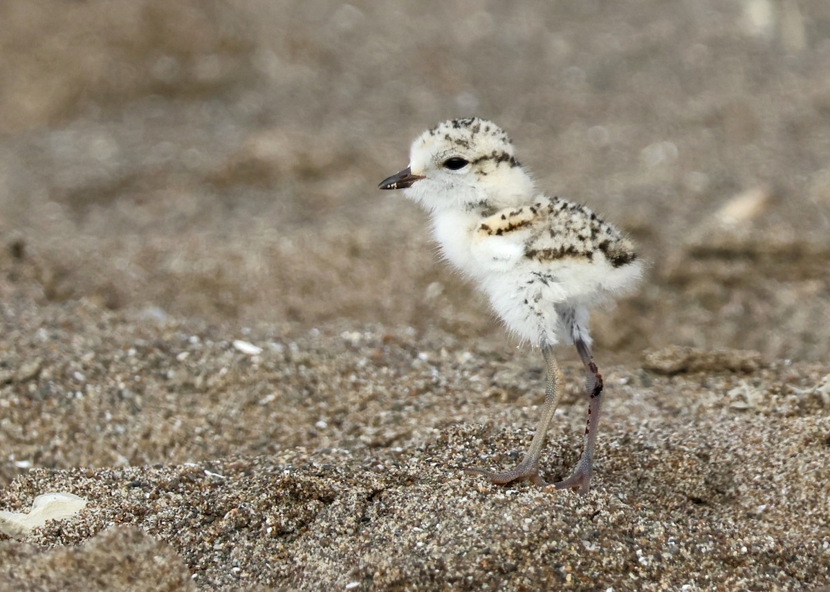 Snowy Plover - ML621510473