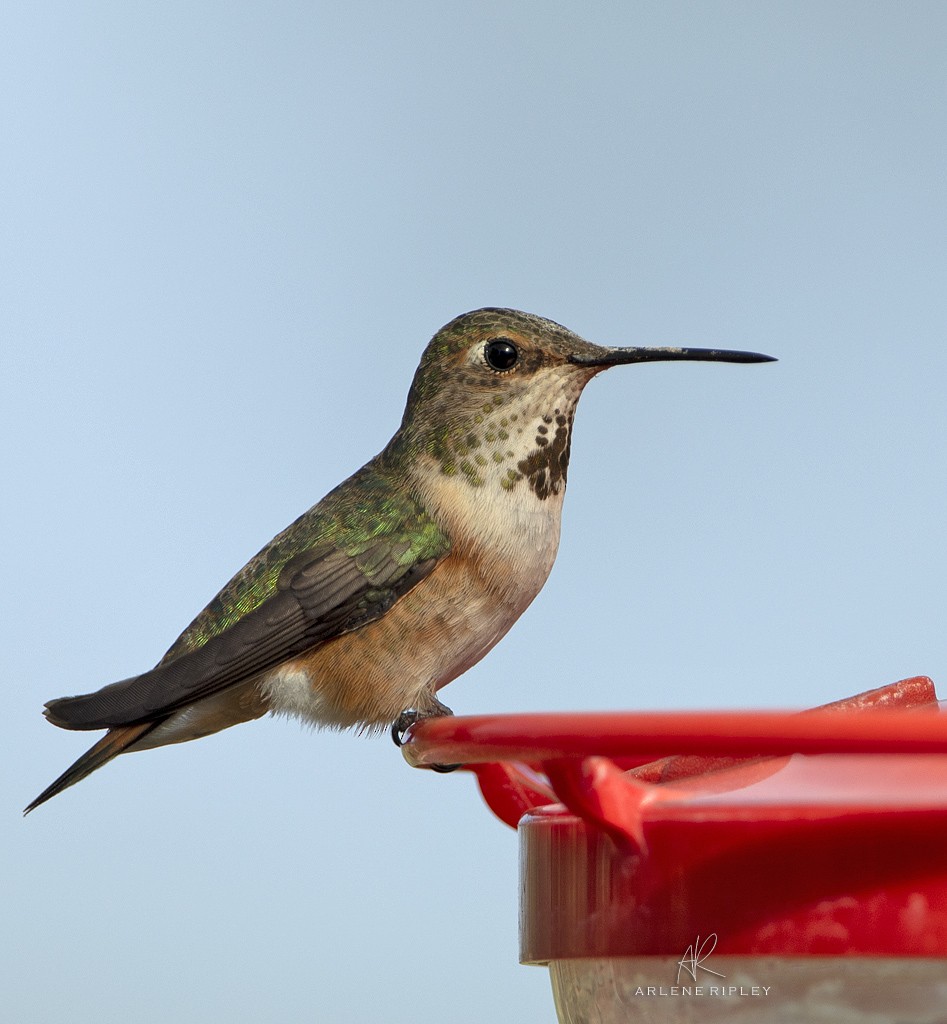 Rufous Hummingbird - ML621510509