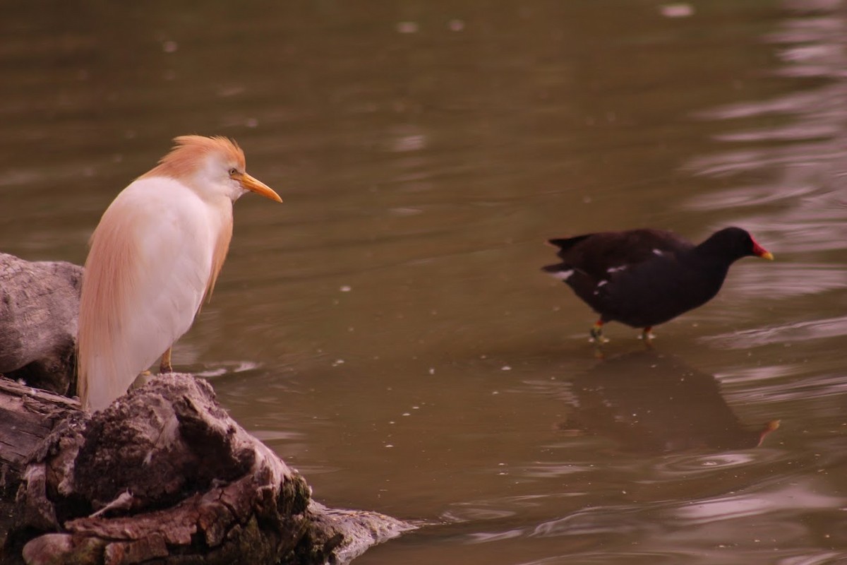 Western Cattle Egret - ML621510516