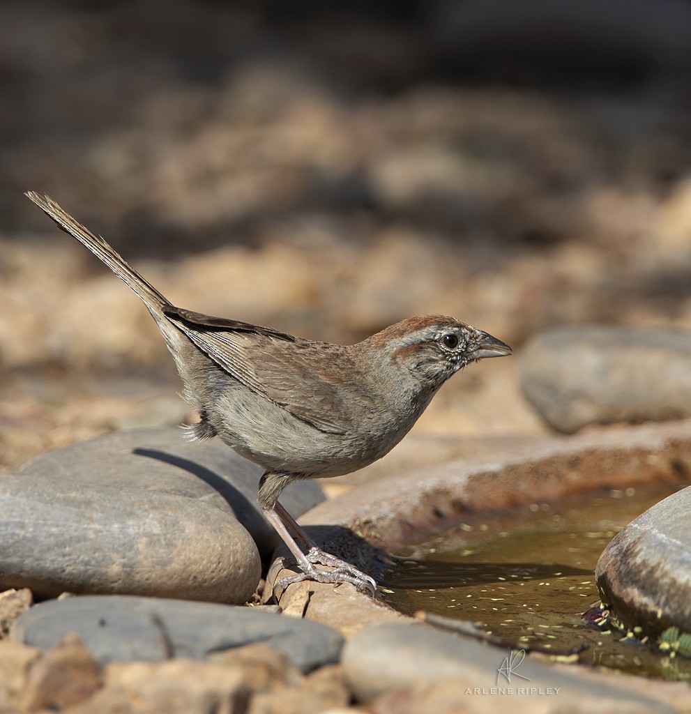 Rufous-crowned Sparrow - ML621510531