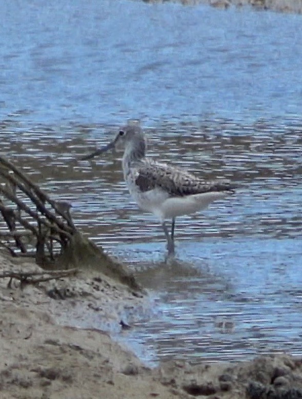 Common Greenshank - ML621510553