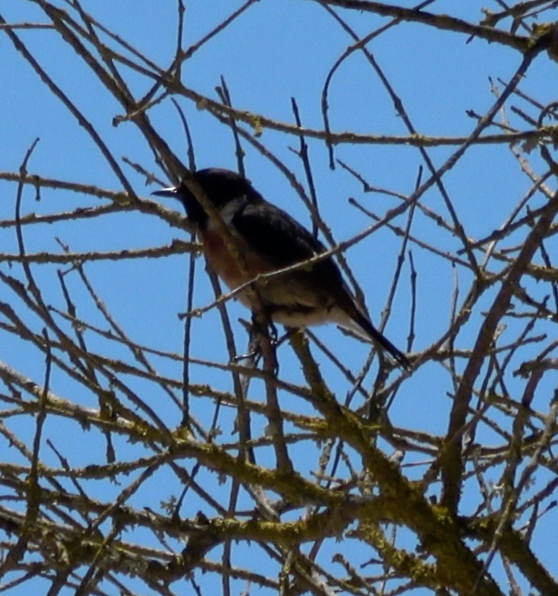 European Stonechat - ML621510675