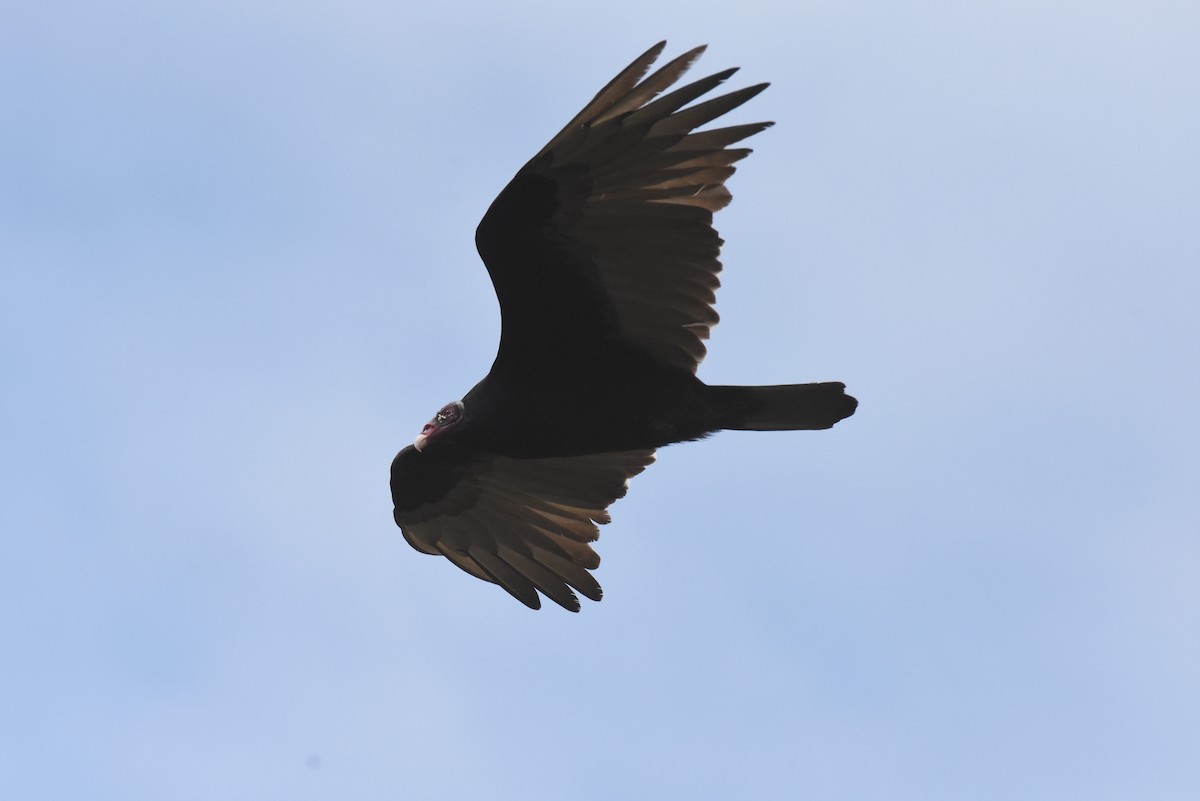 Turkey Vulture - ML621510741