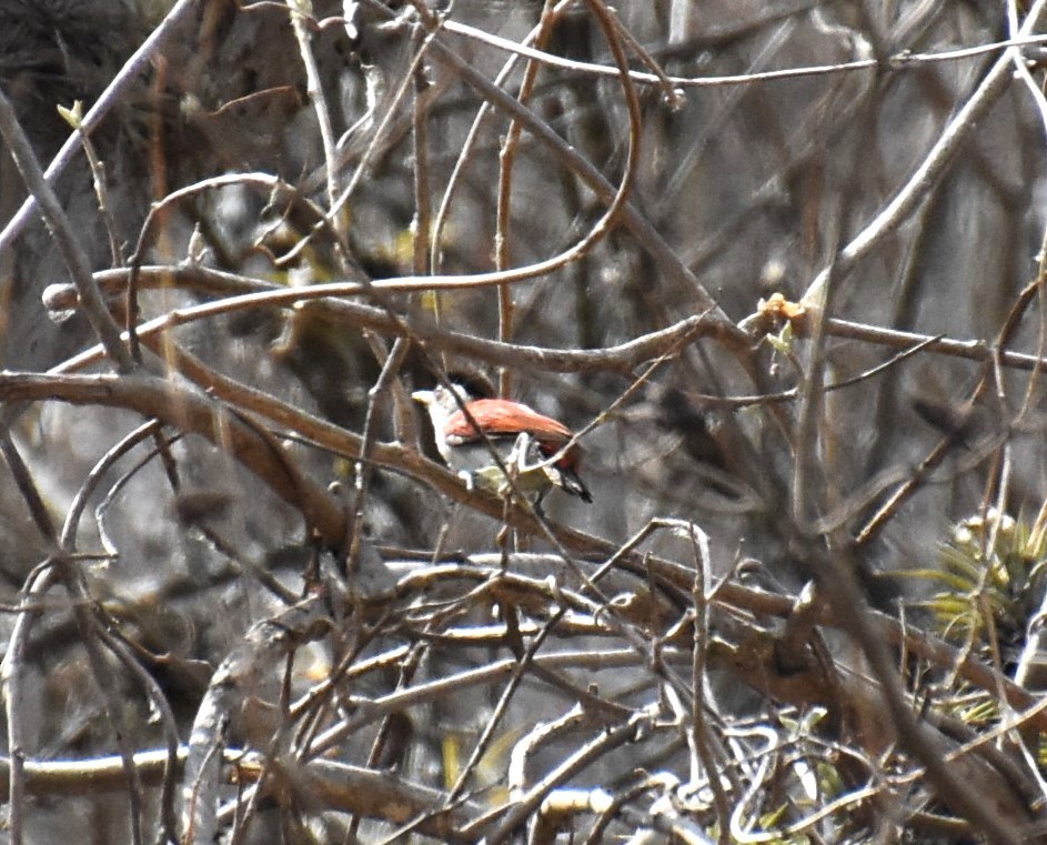 Scarlet-backed Woodpecker - ML621510757