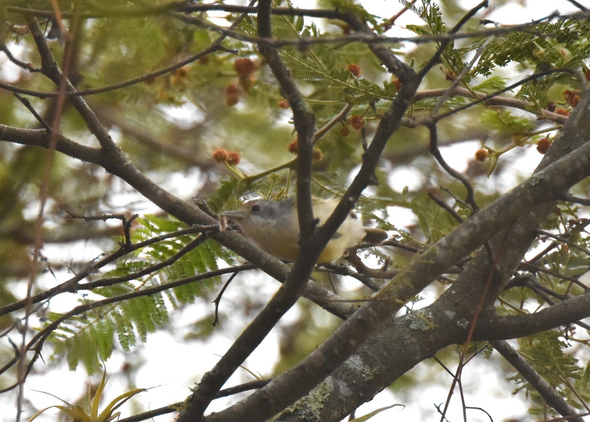 Plain Antvireo - ML621510817