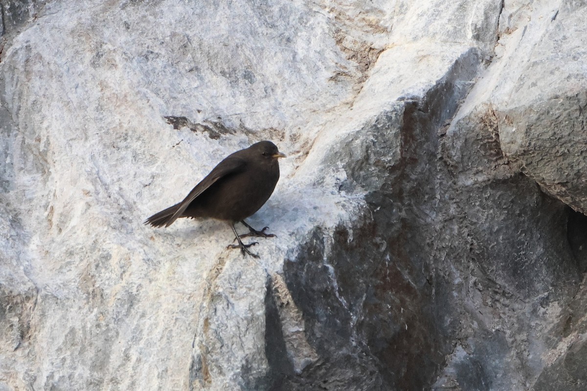 Blackish Cinclodes (Black) - Ohad Sherer