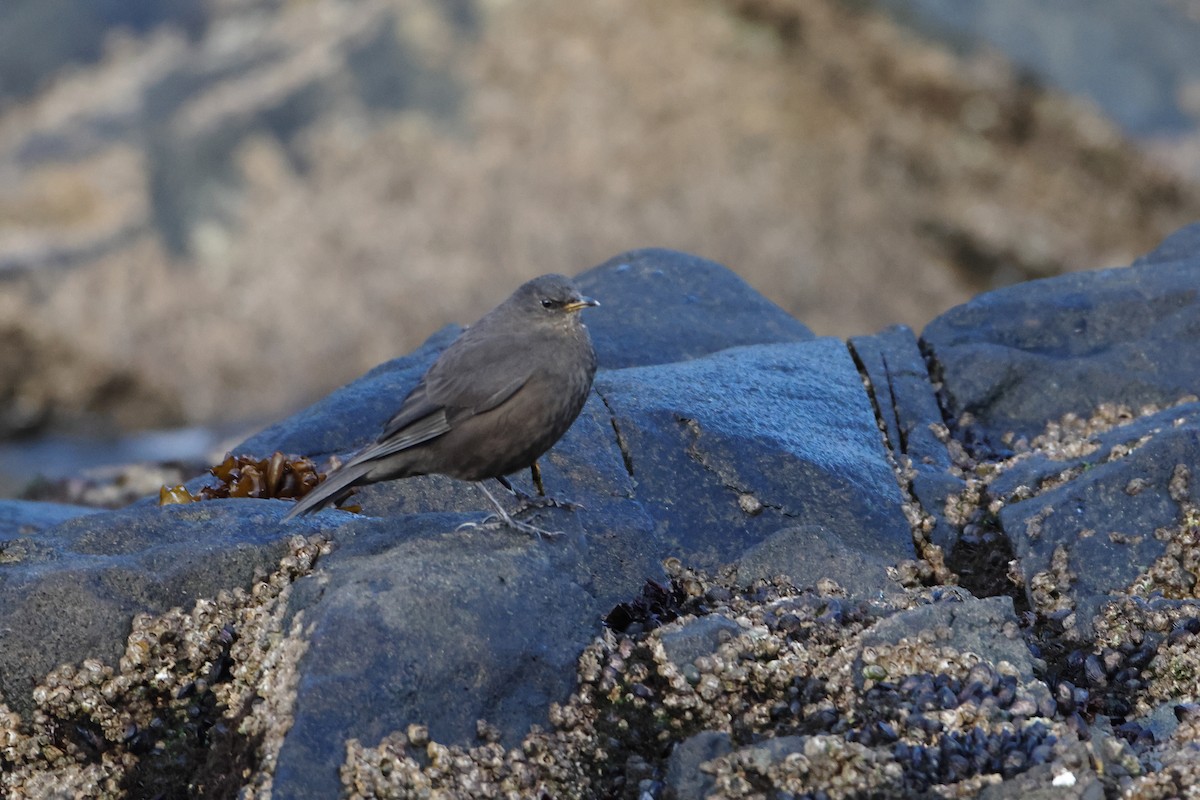 sotbergkall (maculirostris) - ML621510844